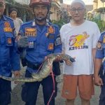 Biawak Raksasa di Atap Rumah: Evakuasi Damkar Indramayu