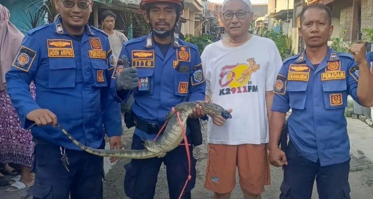 Biawak Raksasa di Atap Rumah: Evakuasi Damkar Indramayu