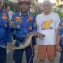 Biawak Raksasa di Atap Rumah: Evakuasi Damkar Indramayu