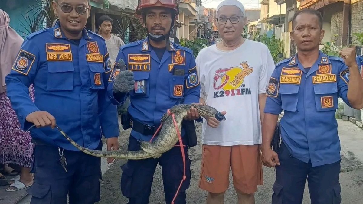 Biawak Raksasa di Atap Rumah: Evakuasi Damkar Indramayu