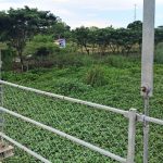 Sungai Terancam Eceng Gondok, Warga Nilai Pemdes Jumbleng Lamban Bertindak