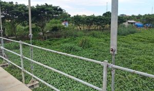 Sungai Terancam Eceng Gondok, Warga Nilai Pemdes Jumbleng Lamban Bertindak