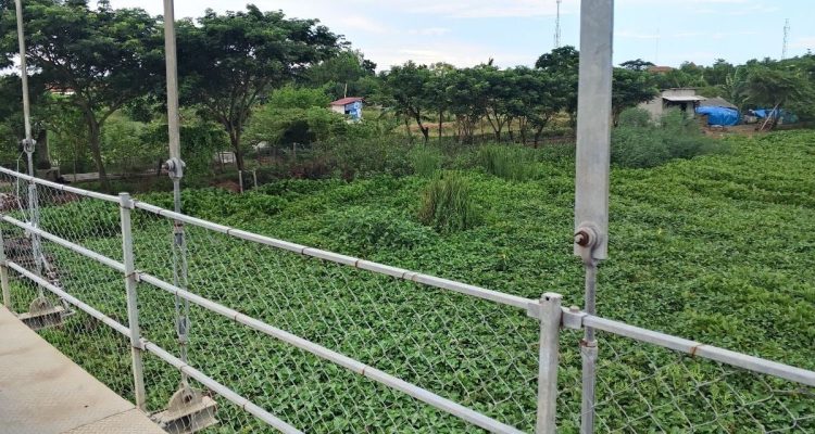 Sungai Terancam Eceng Gondok, Warga Nilai Pemdes Jumbleng Lamban Bertindak