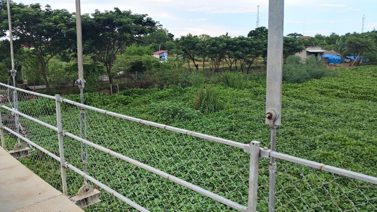 Sungai Terancam Eceng Gondok, Warga Nilai Pemdes Jumbleng Lamban Bertindak