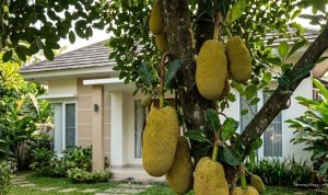 11 Jenis Pohon Buah Beraroma Harum, Pilihan Terbaik untuk Pekarangan