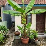 7 Tips Mempercepat Buah pada Pohon Pisang Kerdil di Lahan Terbatas