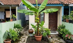 7 Tips Mempercepat Buah pada Pohon Pisang Kerdil di Lahan Terbatas
