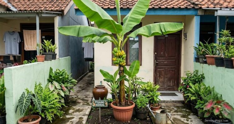 7 Tips Mempercepat Buah pada Pohon Pisang Kerdil di Lahan Terbatas