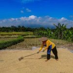Bulog Telah Menyerap 3,5 Juta Ton Beras dari Petani