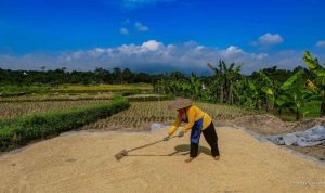 Bulog Telah Menyerap 3,5 Juta Ton Beras dari Petani