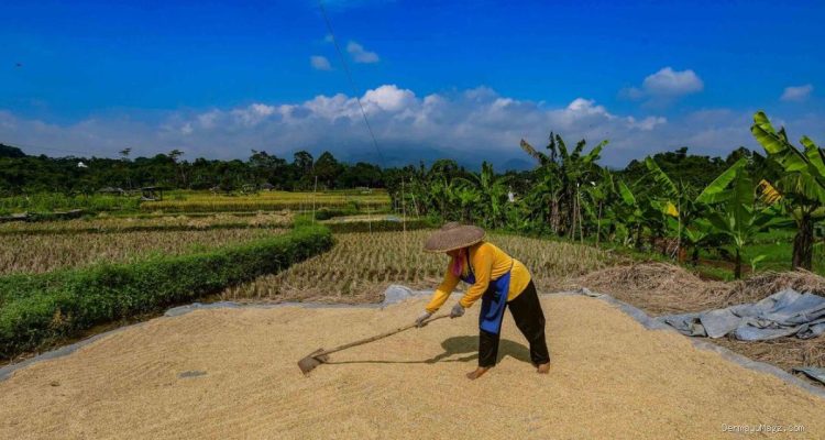 Bulog Telah Menyerap 3,5 Juta Ton Beras dari Petani