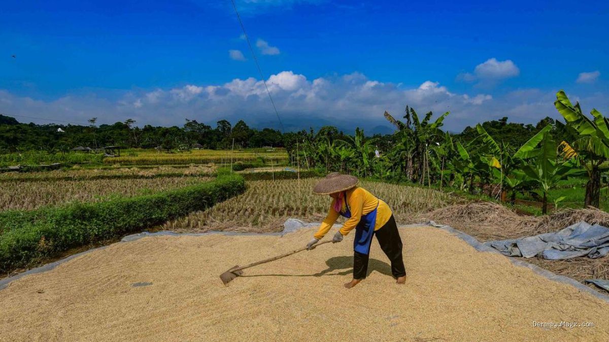 Bulog Telah Menyerap 3,5 Juta Ton Beras dari Petani