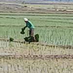 Pasokan Air Melimpah, Petani Desa Lempuyang Mulai Tanam Padi