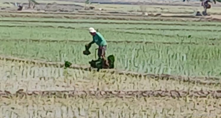Pasokan Air Melimpah, Petani Desa Lempuyang Mulai Tanam Padi