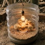 Tips Hemat: Cara Membuat Brooder Anak Ayam dari Galon Bekas