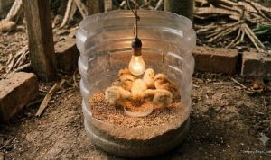 Tips Hemat: Cara Membuat Brooder Anak Ayam dari Galon Bekas
