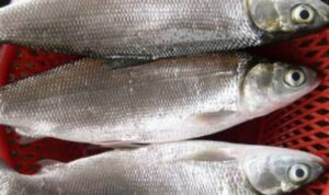 Photo by shopee.co.id - Cara Menghilangkan Duri Halus Ikan Bandeng Sebelum Dimasak Pindang Asam