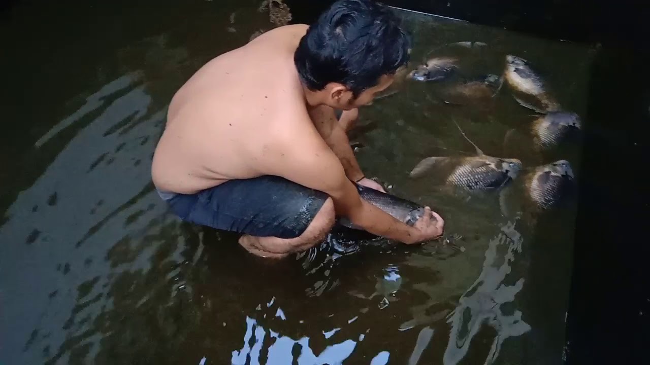 Panen Ikan Gurameh
