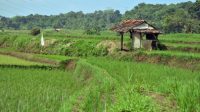 Saung Sawah Subang