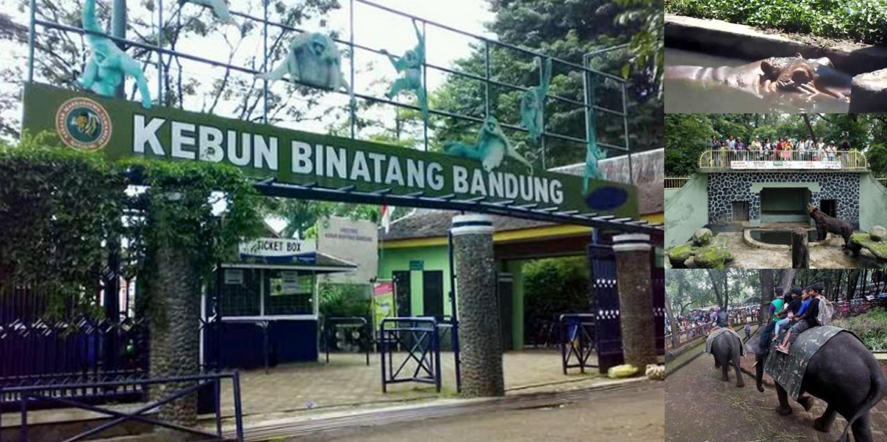 Wisata Kebun Binatang
