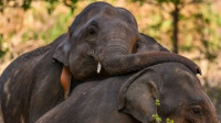 Lebih dari 1 Gajah Mati Tiap Hari di Sri Lanka, Kenapa?