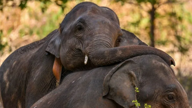 Lebih dari 1 Gajah Mati Tiap Hari di Sri Lanka, Kenapa?
