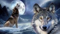 Wolf Moon