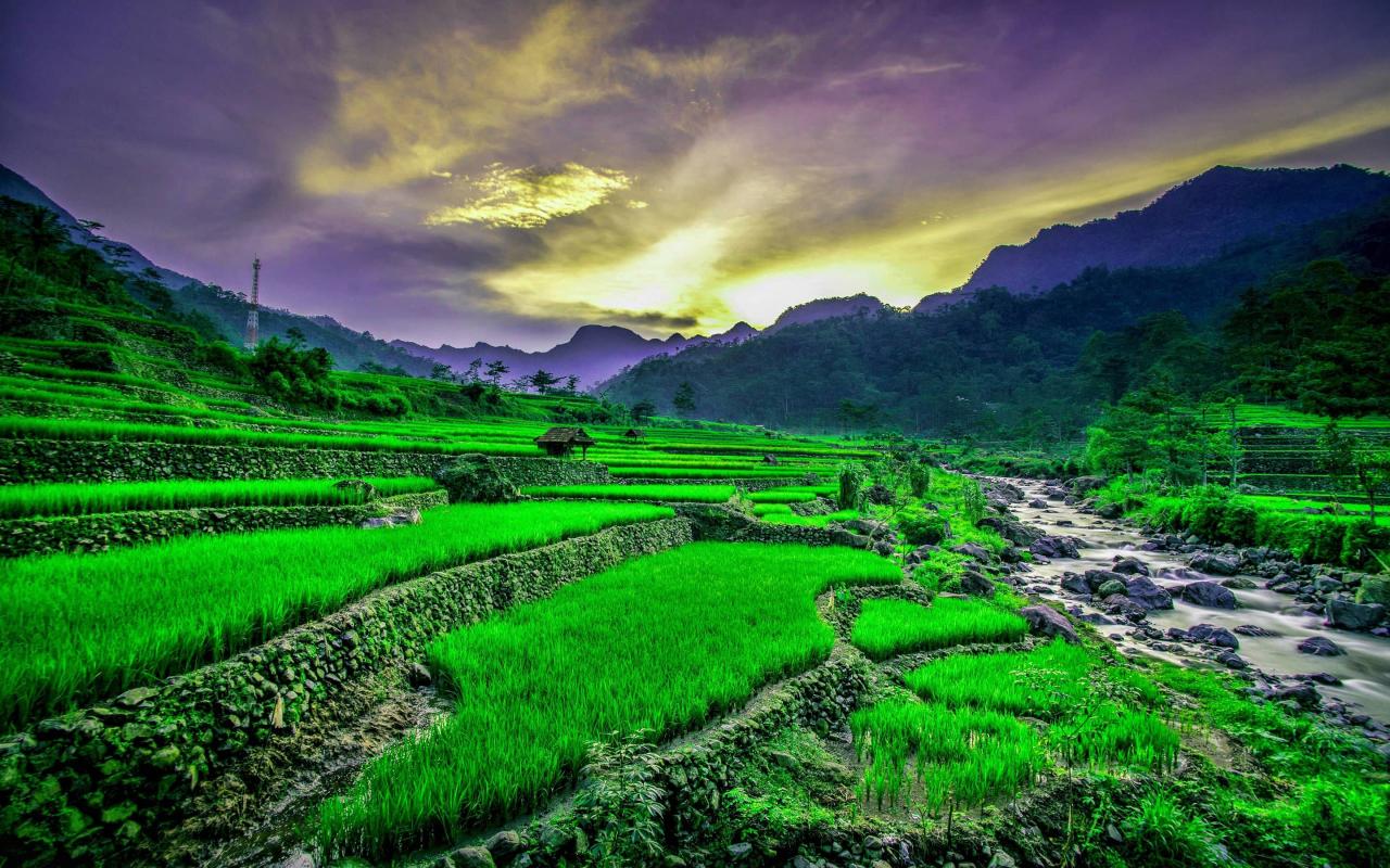 Wallpaper Sawah Dan Gunung
