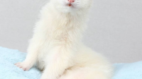 White Ferret