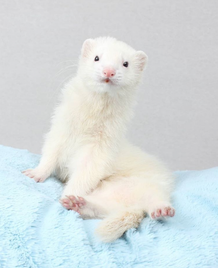 White Ferret
