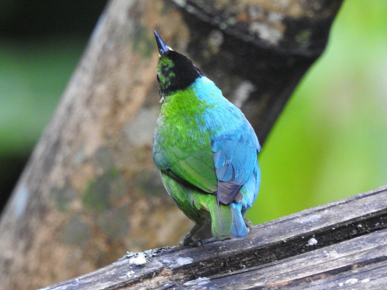 Burung Super Langka Setengah Jantan-Setengah Betina Ditemukan di Kolombia
