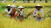 Kemandirian Ekonomi Petani Tradisional