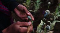 5 Alasan Myanmar Geser Afghanistan Jadi Produsen Opium Terbesar Dunia