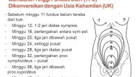 Usia Kehamilan 32 Minggu