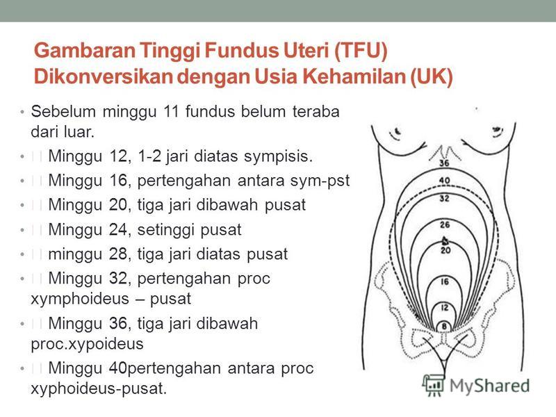 Usia Kehamilan 32 Minggu
