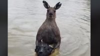 Video Viral Pria Australia Selamatkan Anjingnya dari Kanguru Berotot