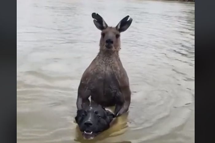 Video Viral Pria Australia Selamatkan Anjingnya dari Kanguru Berotot
