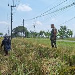 Babinsa Mendampingi Panen untuk Ketahanan Pangan di Plosokerep