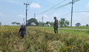Babinsa Mendampingi Panen untuk Ketahanan Pangan di Plosokerep