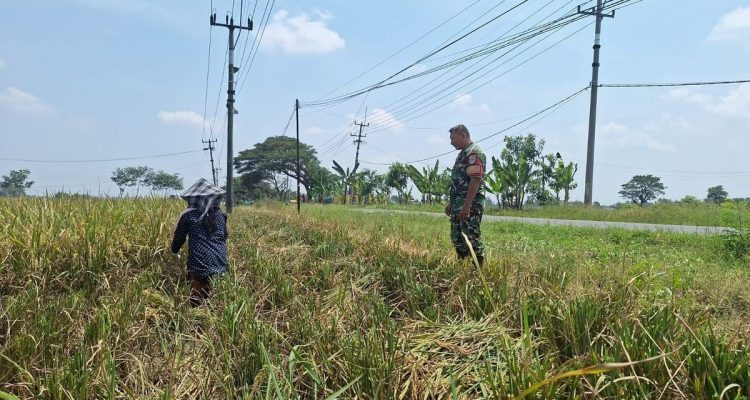 Babinsa Mendampingi Panen untuk Ketahanan Pangan di Plosokerep