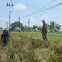Babinsa Mendampingi Panen untuk Ketahanan Pangan di Plosokerep