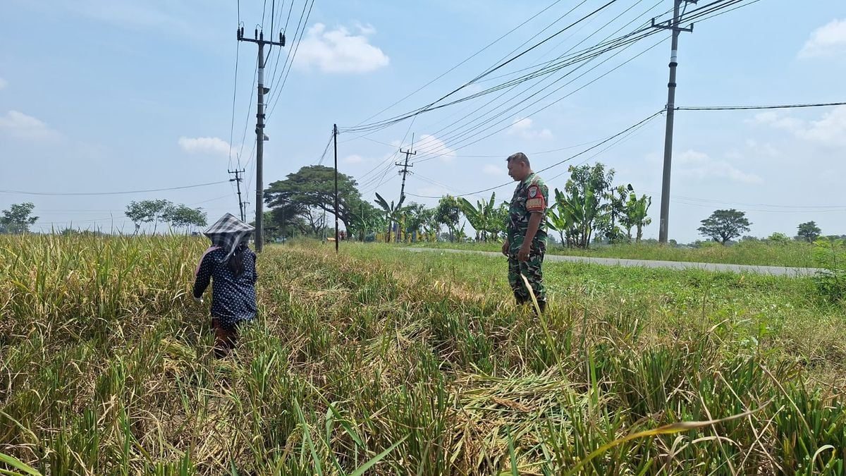 Babinsa Mendampingi Panen untuk Ketahanan Pangan di Plosokerep