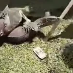 Biawak Muncul di Demonstrasi Penolakan Revitalisasi Tambak Pantura