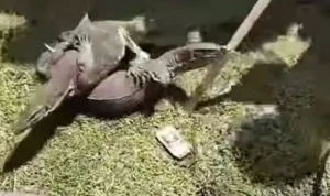 Biawak Muncul di Demonstrasi Penolakan Revitalisasi Tambak Pantura