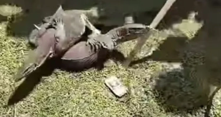 Biawak Muncul di Demonstrasi Penolakan Revitalisasi Tambak Pantura