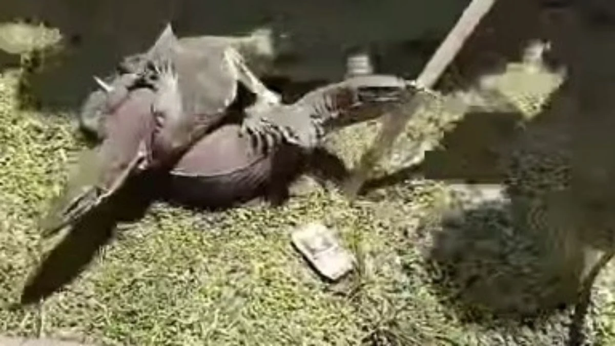 Biawak Muncul di Demonstrasi Penolakan Revitalisasi Tambak Pantura