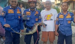 Biawak Raksasa di Atap Rumah: Evakuasi Damkar Indramayu