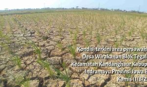 Fokus Antisipasi Kekeringan di Jawa Barat: Indramayu Siaga El Nino