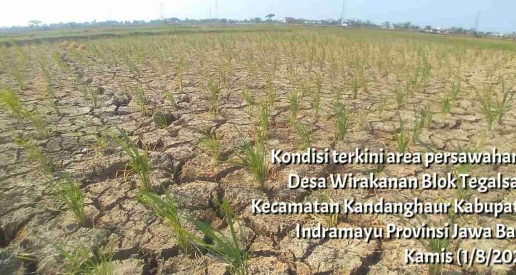 Fokus Antisipasi Kekeringan di Jawa Barat: Indramayu Siaga El Nino