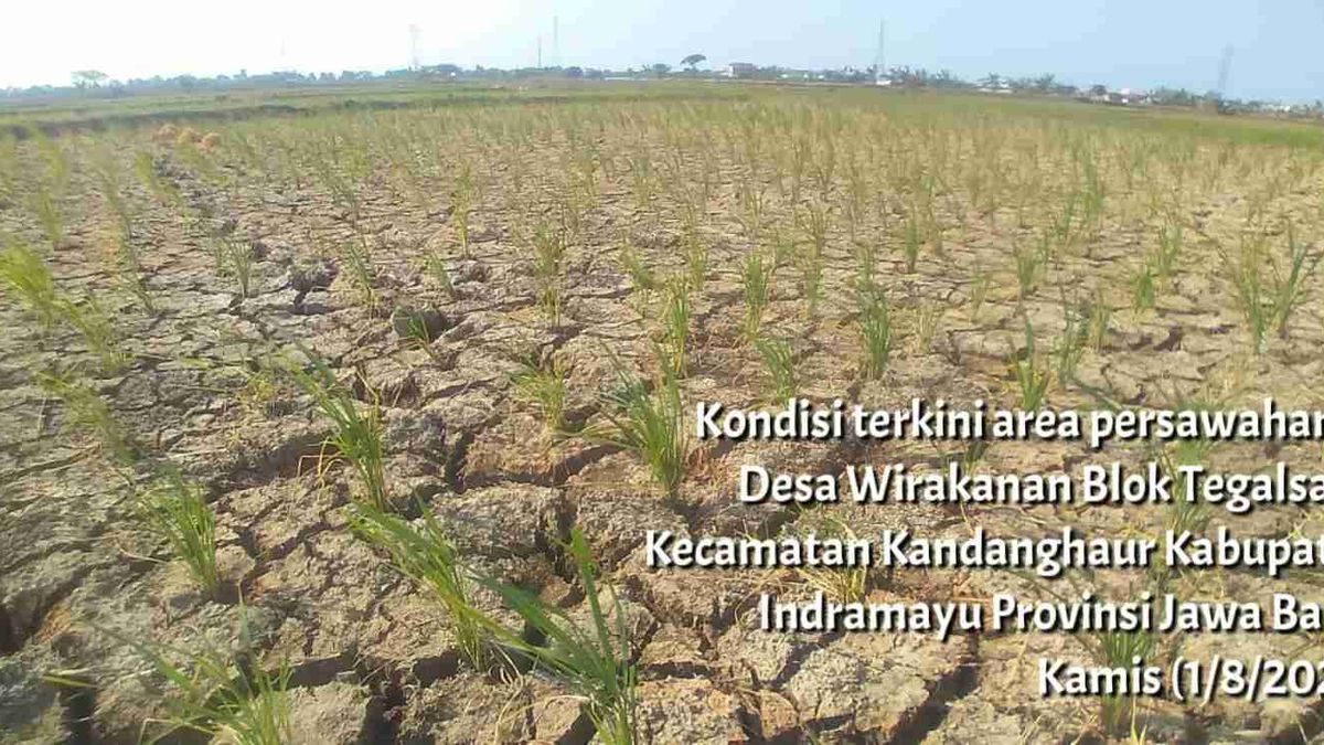 Fokus Antisipasi Kekeringan di Jawa Barat: Indramayu Siaga El Nino